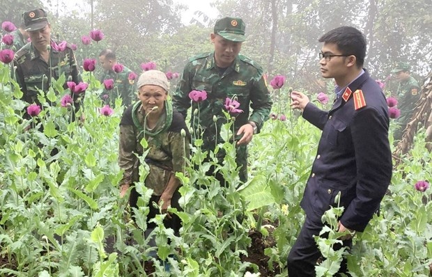 Nóng 24h: Trồng 600 cây thuốc phiện trong vườn "để làm thuốc chữa bệnh"